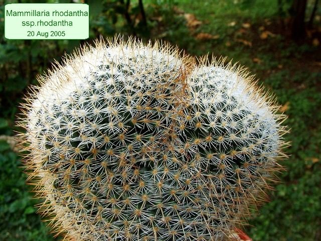 Mammillaria _rhodantha _ssp.rhodantha _08